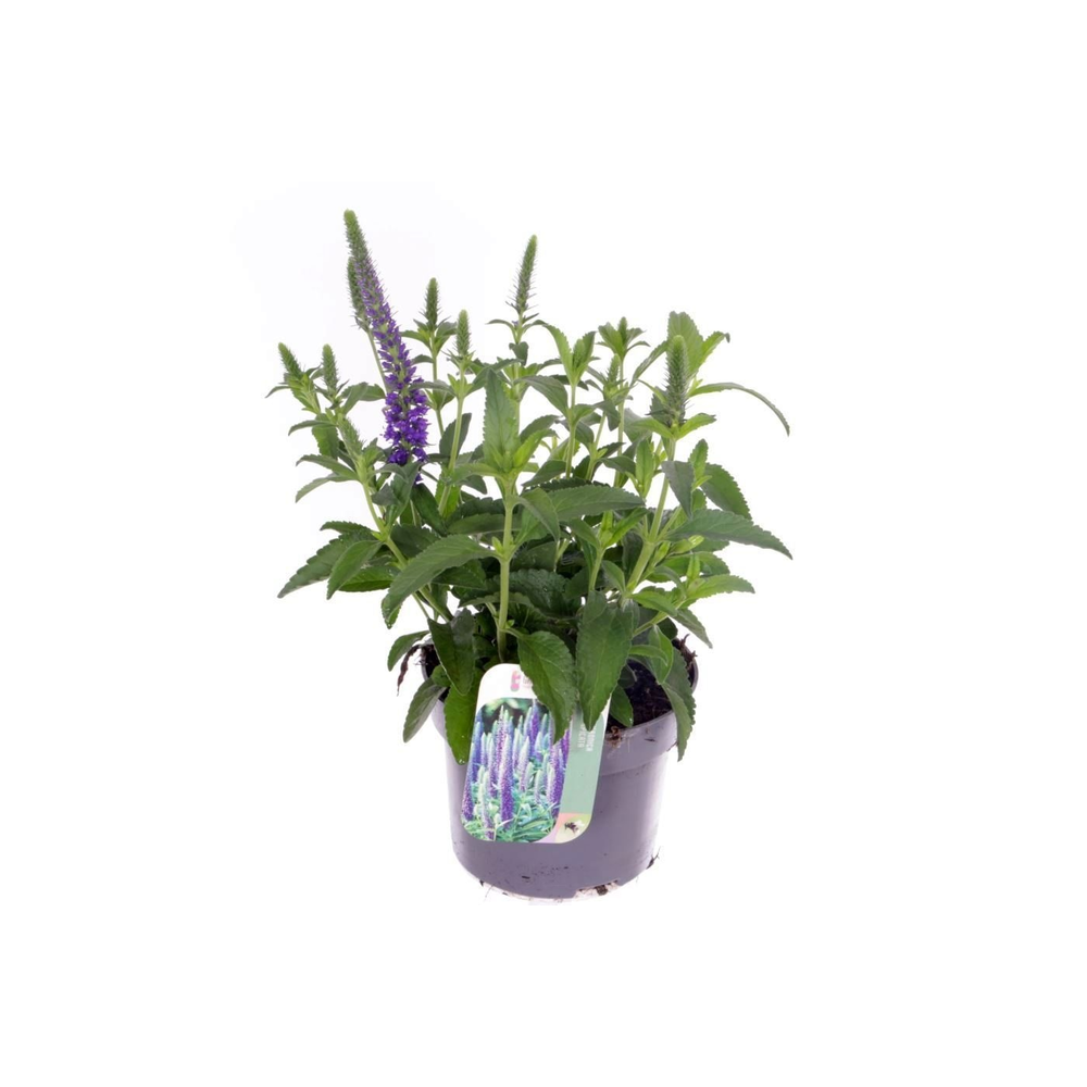 Veronica spicata Inspire Blue.