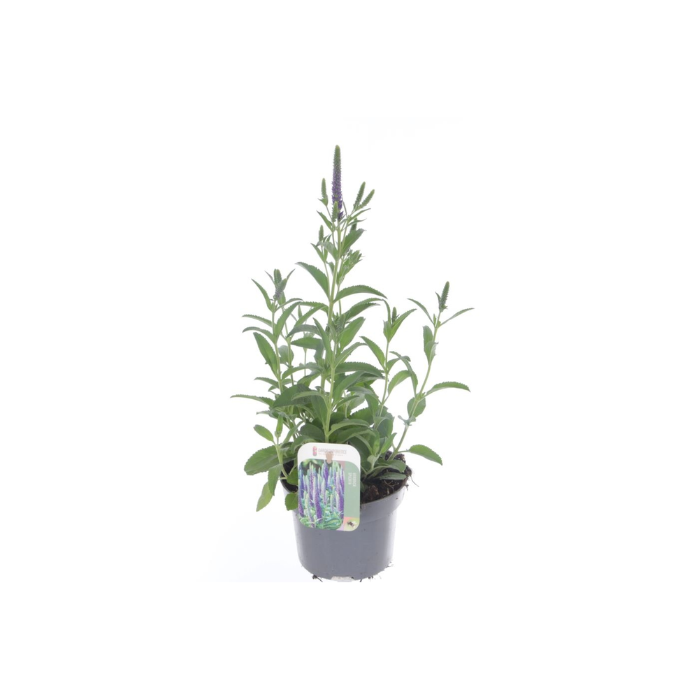 Veronica spicata Inspire Blue.