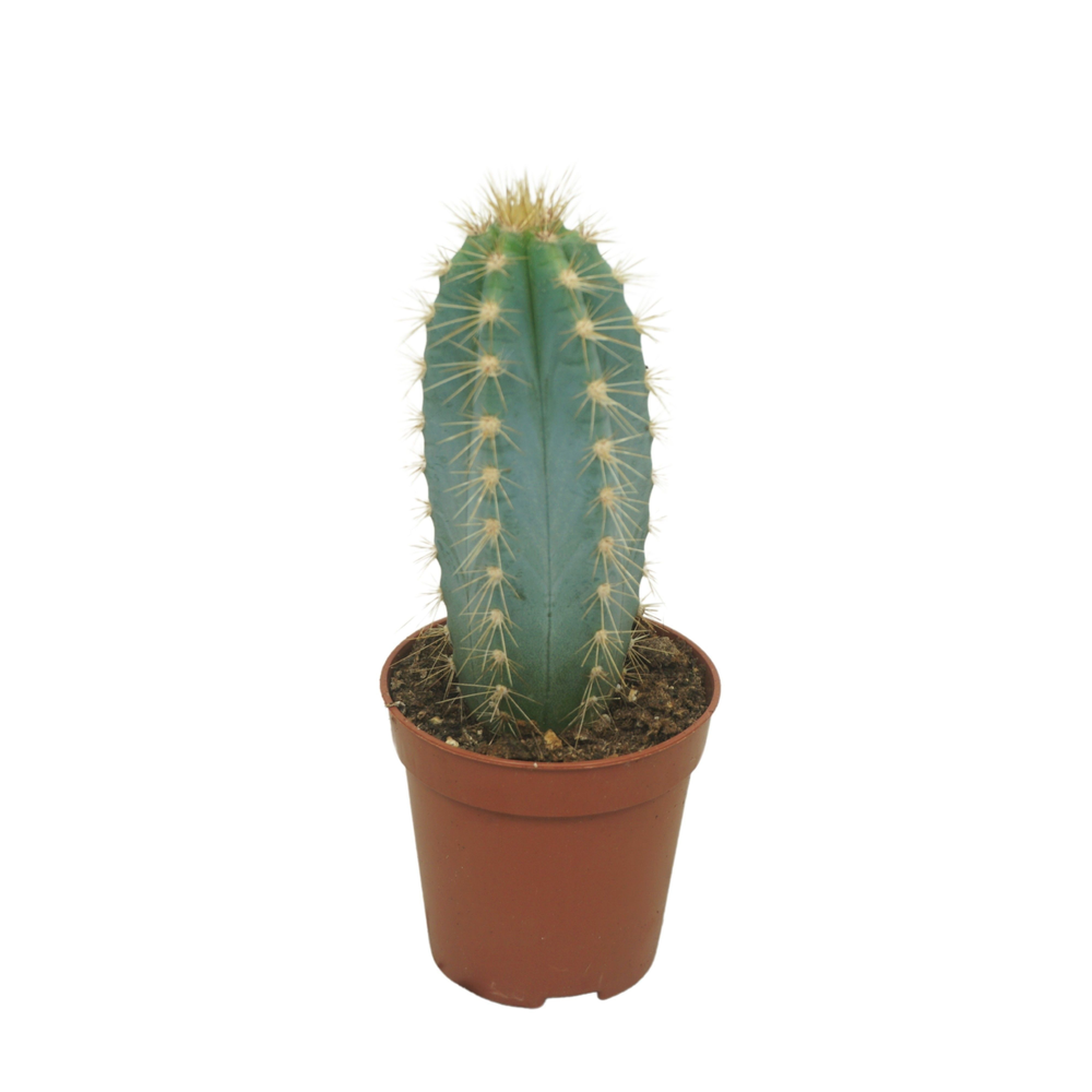 Pilosocereus azureus 5,5 cm.