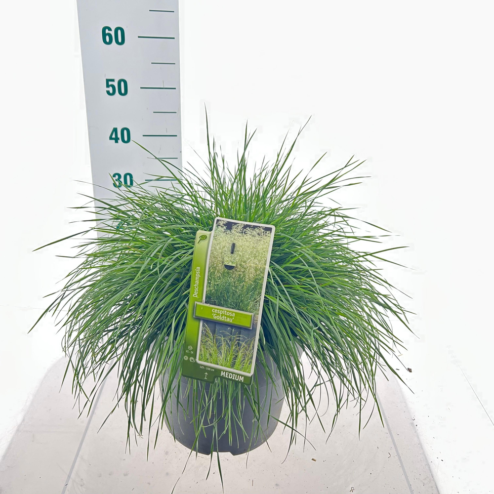 Deschampsia cespitosa 'Goldtau'.