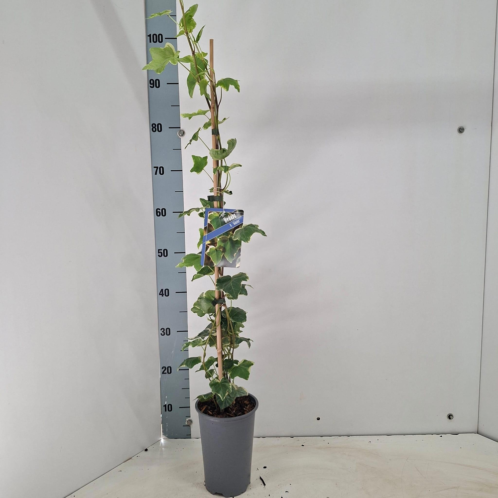 Hedera hel. ‘Glacier’ --gestokt 70 cm.