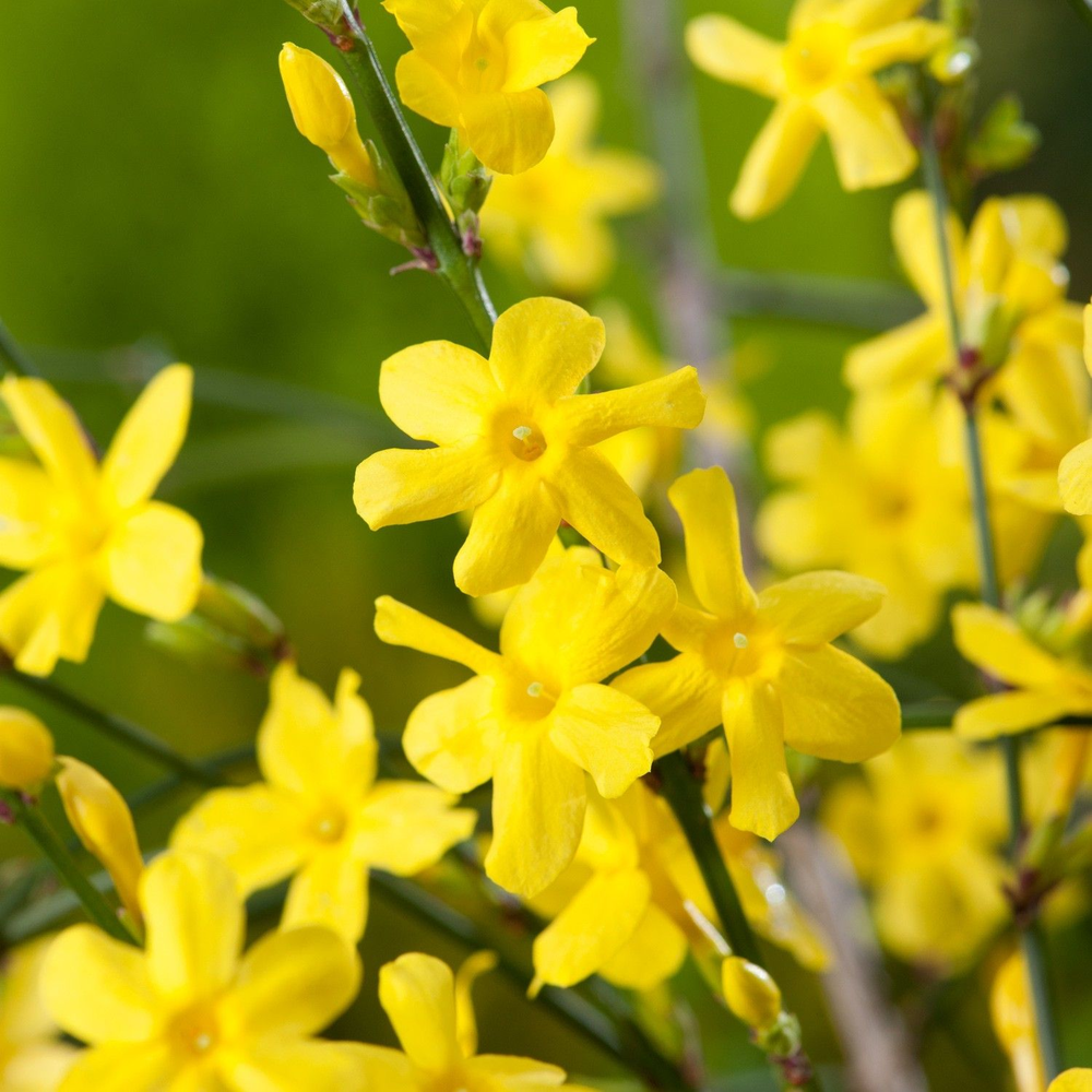 Jasminum nudiflorum.