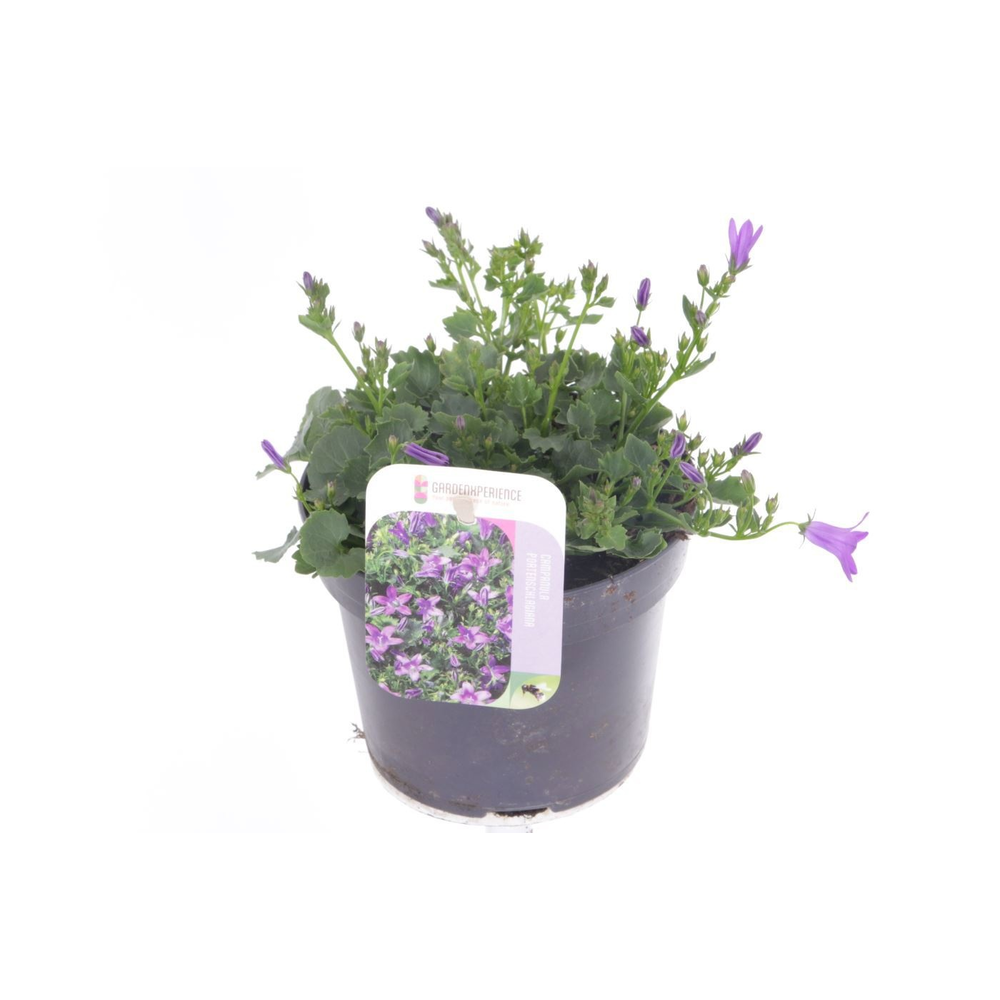 Campanula portenschlagiana.