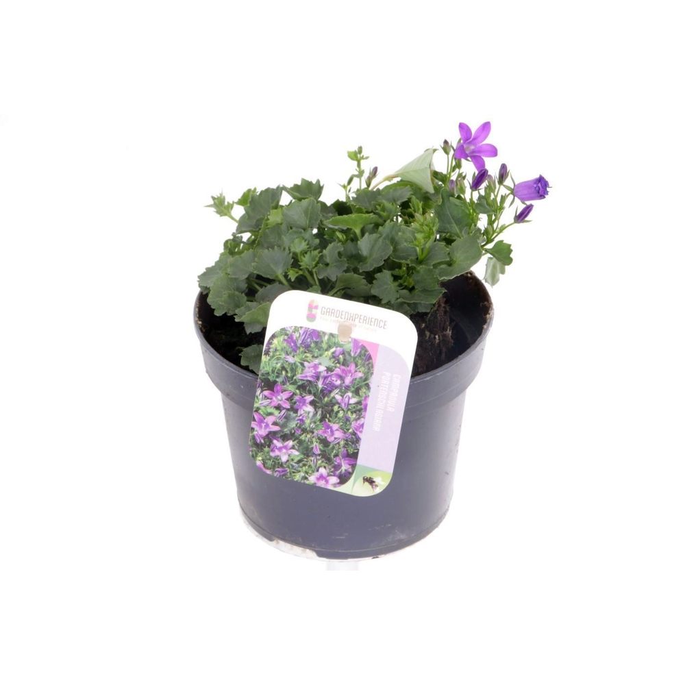 Campanula portenschlagiana.