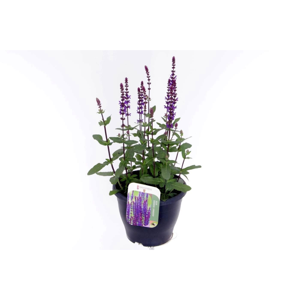 Salvia nemorosa Caradonna.