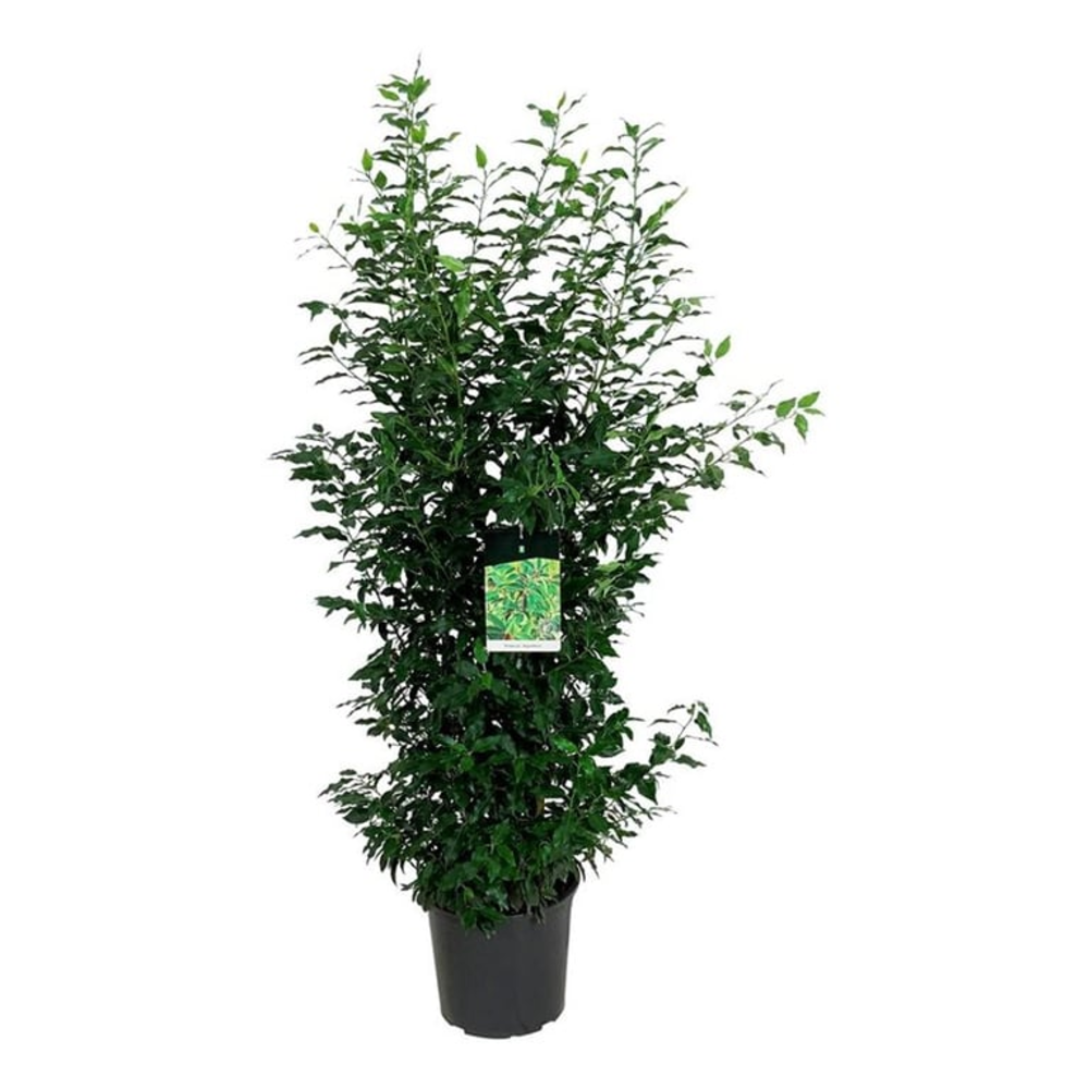Prunus lus. 'Angustifolia'.