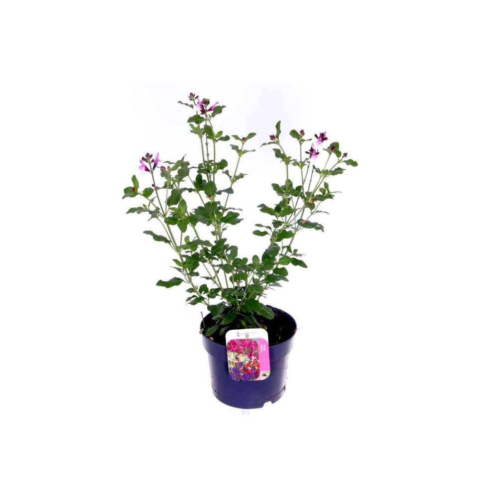 Salvia microphylla Pink Lips jeremy.