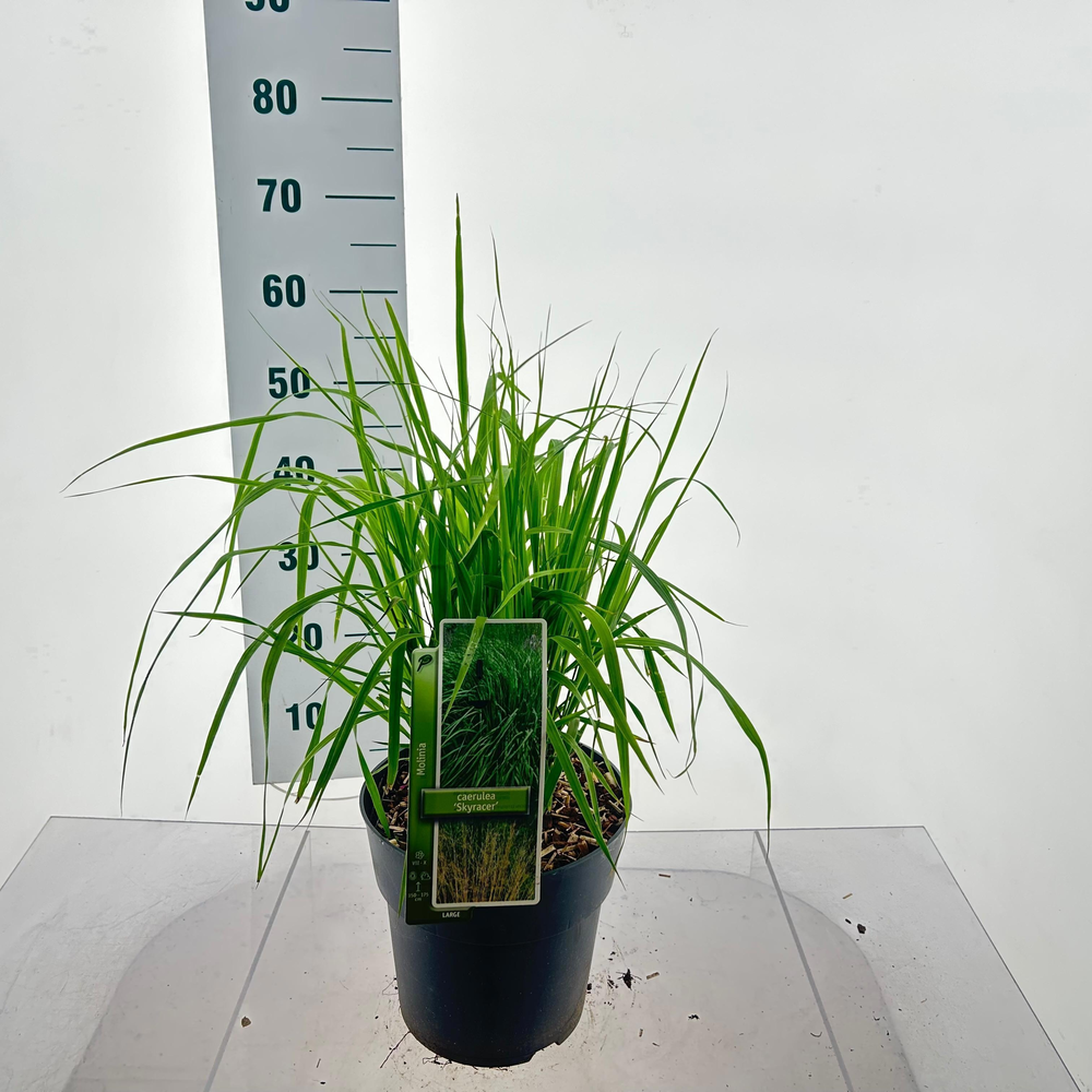 Molinia arundinacea 'Skyracer'.