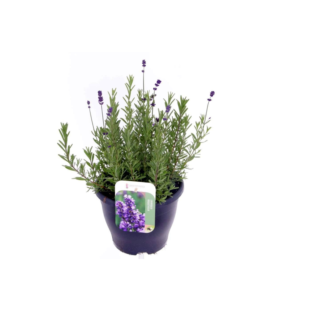 Lavandula ang. Blue Scent.