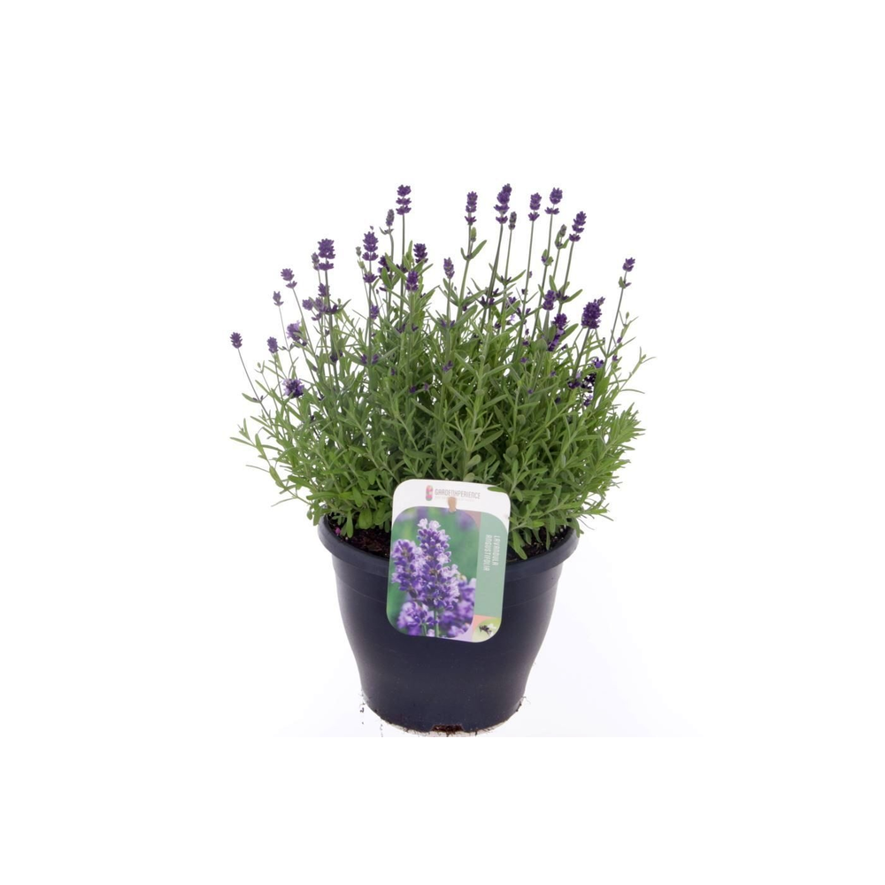 Lavandula ang. Blue Scent.