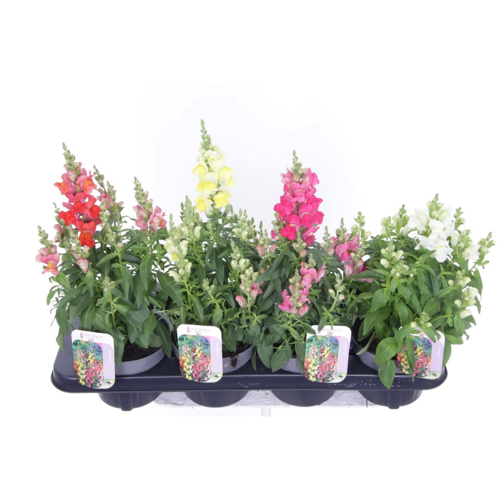 Antirrhinum majus mix.