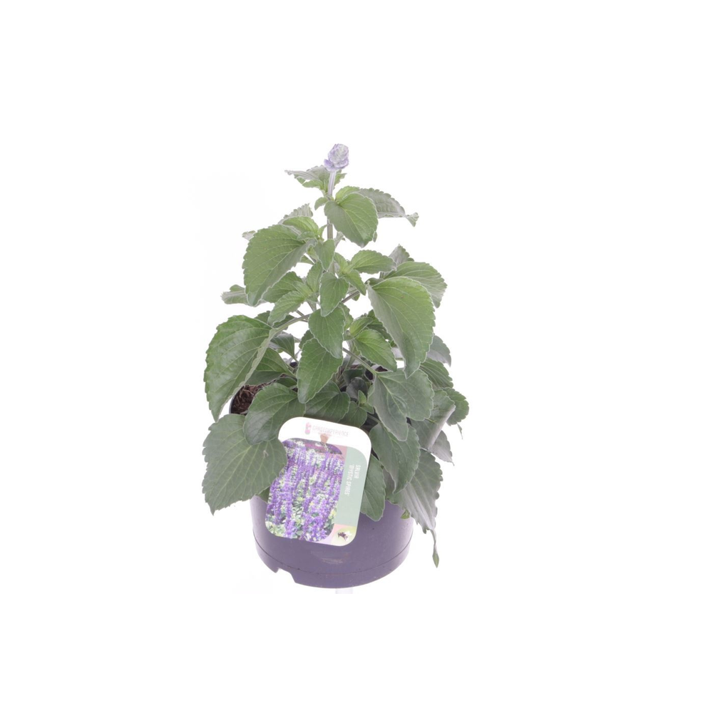 Salvia Mystic Spires Blue.