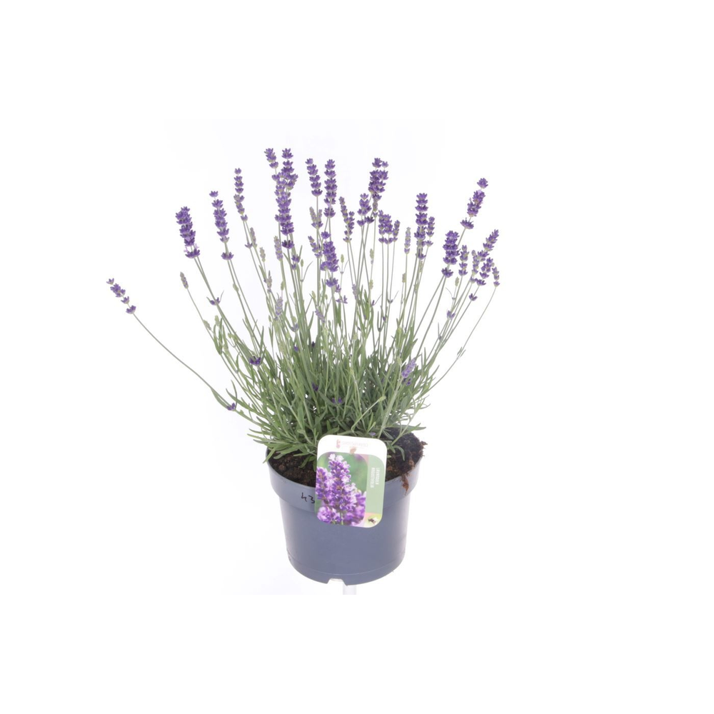 Lavandula ang. Hidcote.