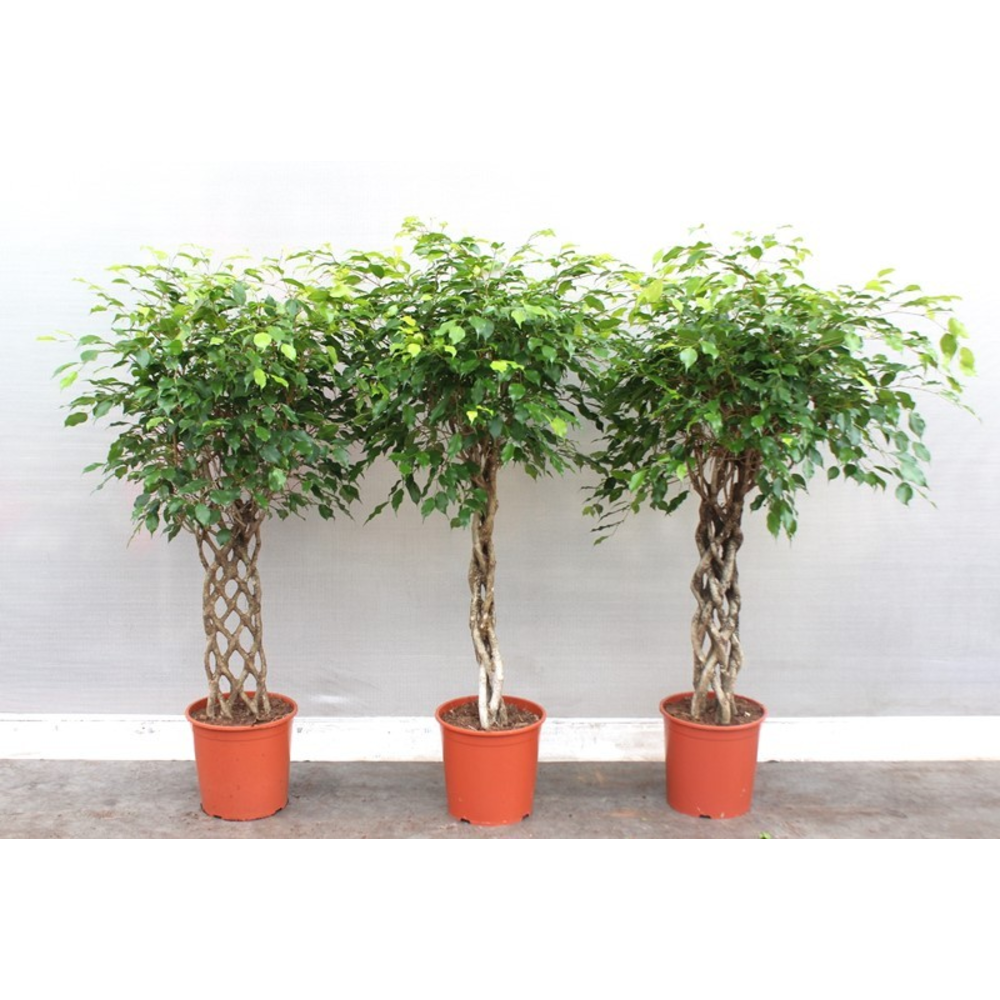 Ficus Exotica mixkar.