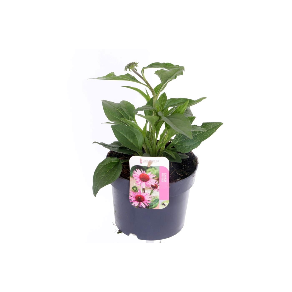 Echinacea purp. Sombrero Rose.