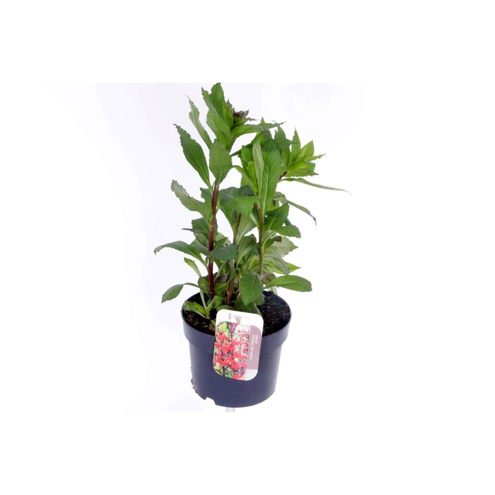Lobelia Fan Scarlet.