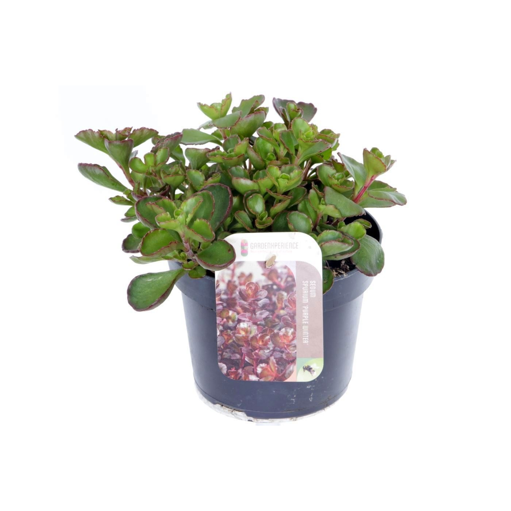 Sedum spurium Purple winter.