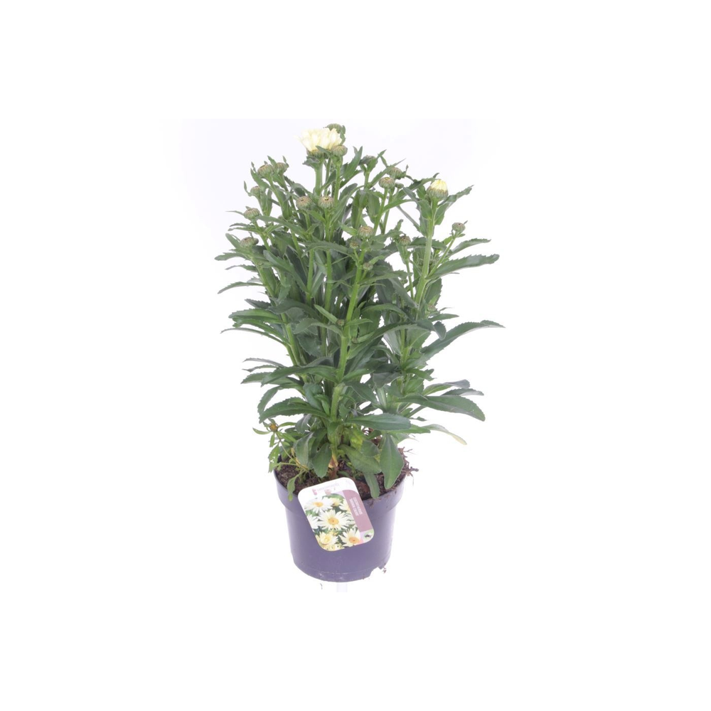 Leucanthemum Banana Cream.