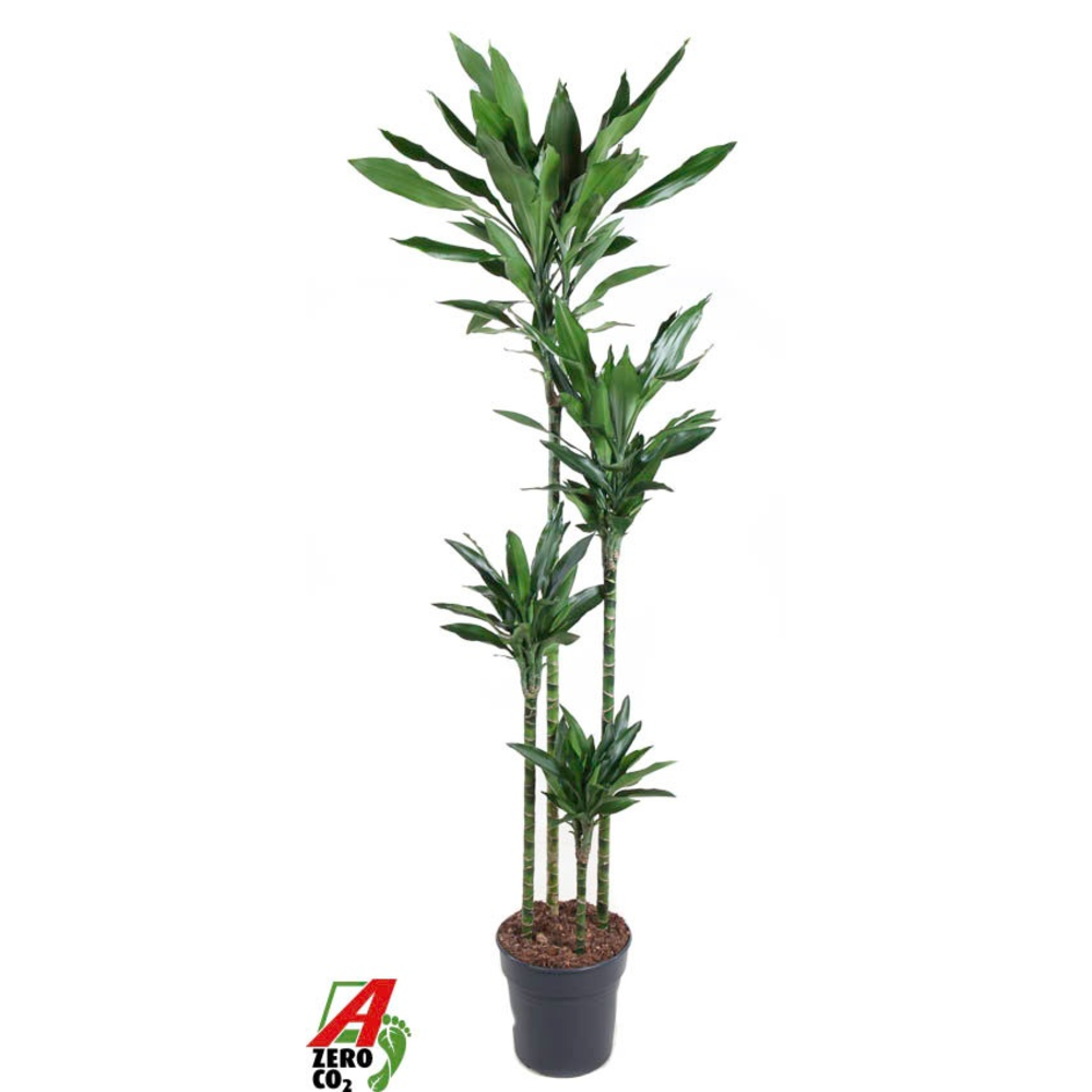 Dracaena Janet Lind 120-90-60-30.