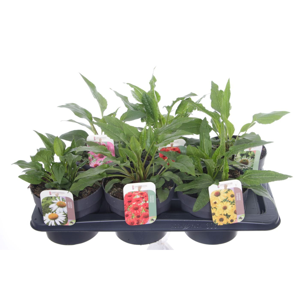 Echinacea purpurea mix.