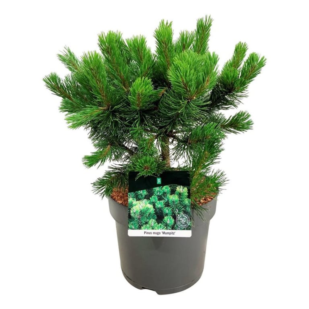 Pinus mugo 'Mumpitz'.
