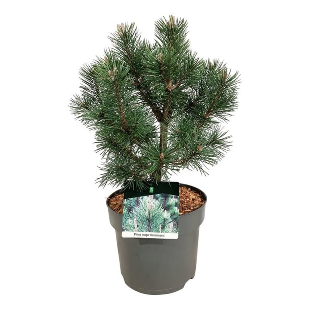 Pinus mugo 'Columnaris'.