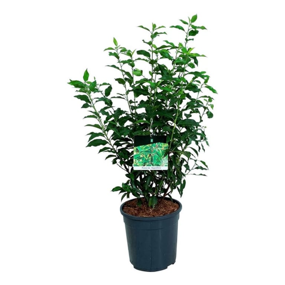 Prunus lus. 'Angustifolia'.