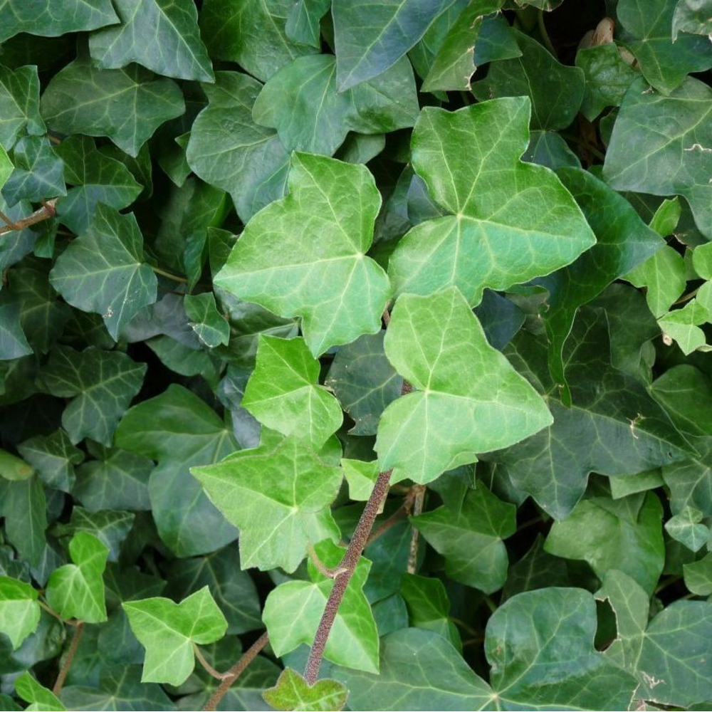 Hedera hibernica 80-100 cm (gestokt).