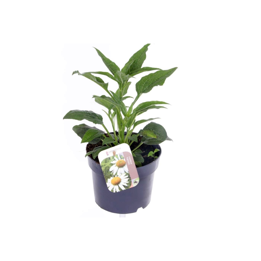 Echinacea purp. Sombrero Alba.