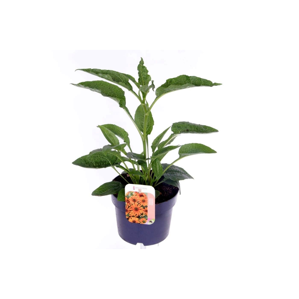 Echinacea purp. Sombrero Orange.