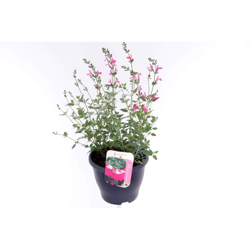 Salvia microphylla Pink Lips jeremy.