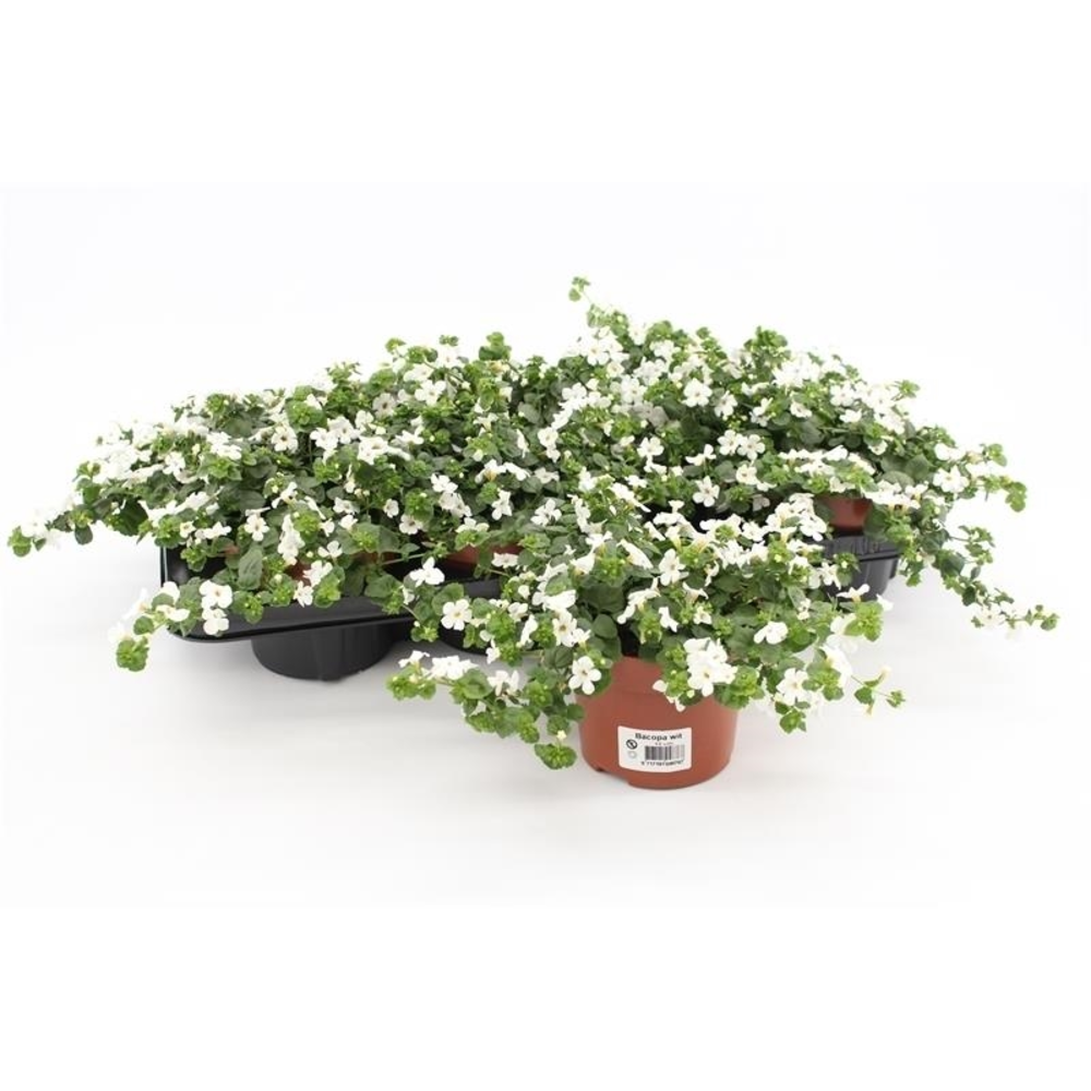 Bacopa Sutera White Showers.