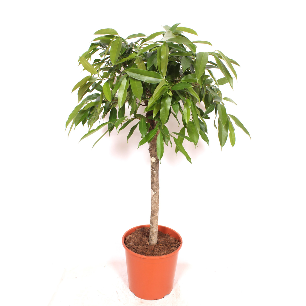 Ficus Amstel King.