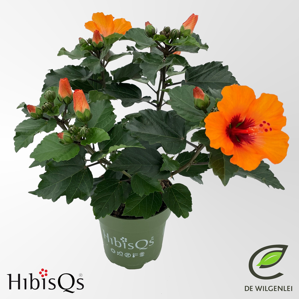 HibisQs® rosa-sinensis ‘Petit Orange’ p13.