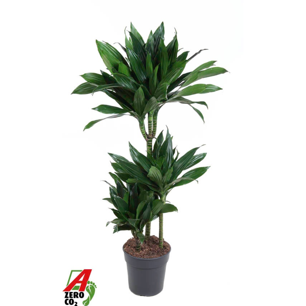 Dracaena Green Jewel 60-30-15.