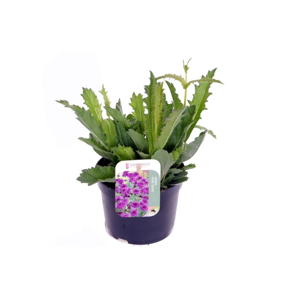 Verbena rigida Venosa.