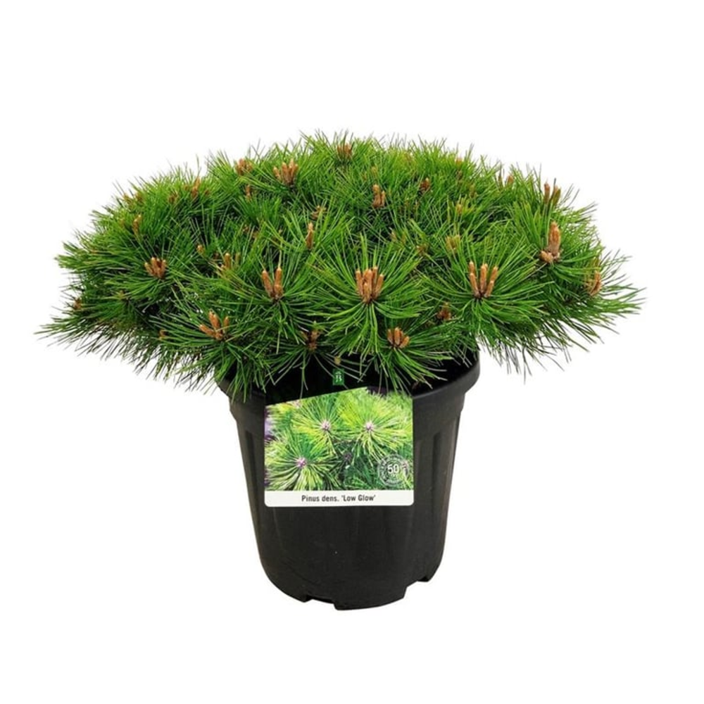 Pinus dens. 'Low Glow'.