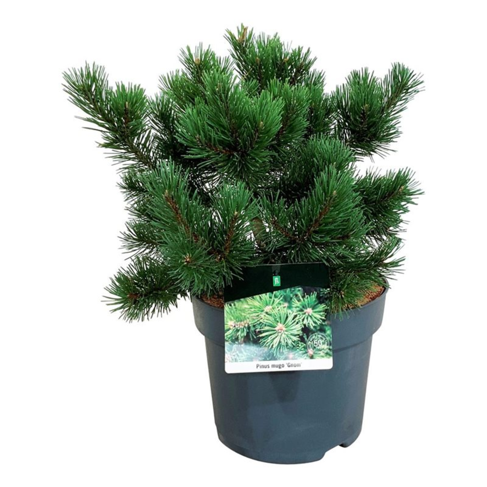 Pinus mugo 'Gnom'.
