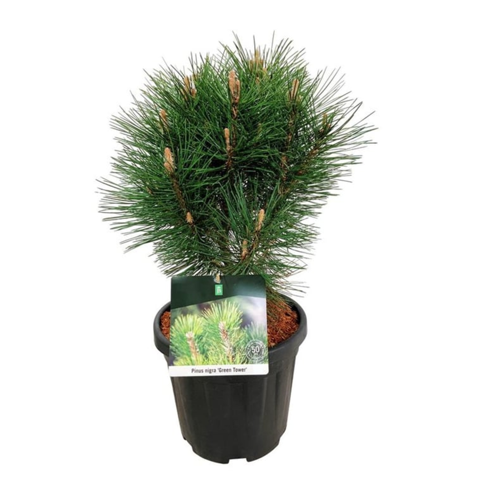 Pinus nigra 'Green Tower'.