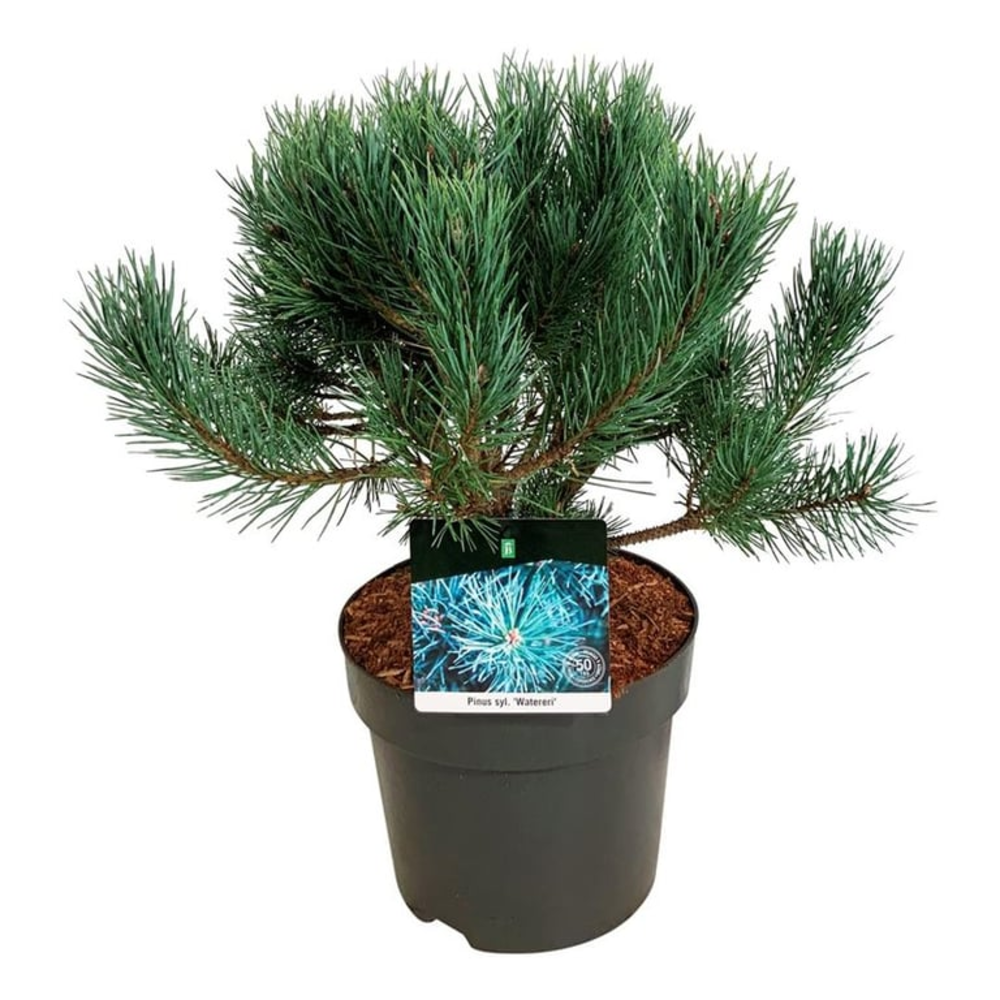 Pinus sylv. 'Watereri'.