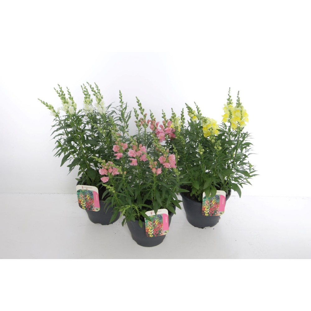 Antirrhinum Sonnet mix.