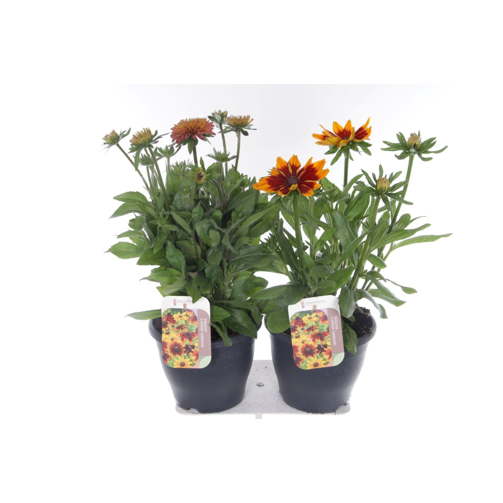 Rudbeckia Summerina mix.