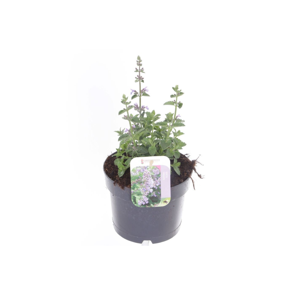 Nepeta faassenii.