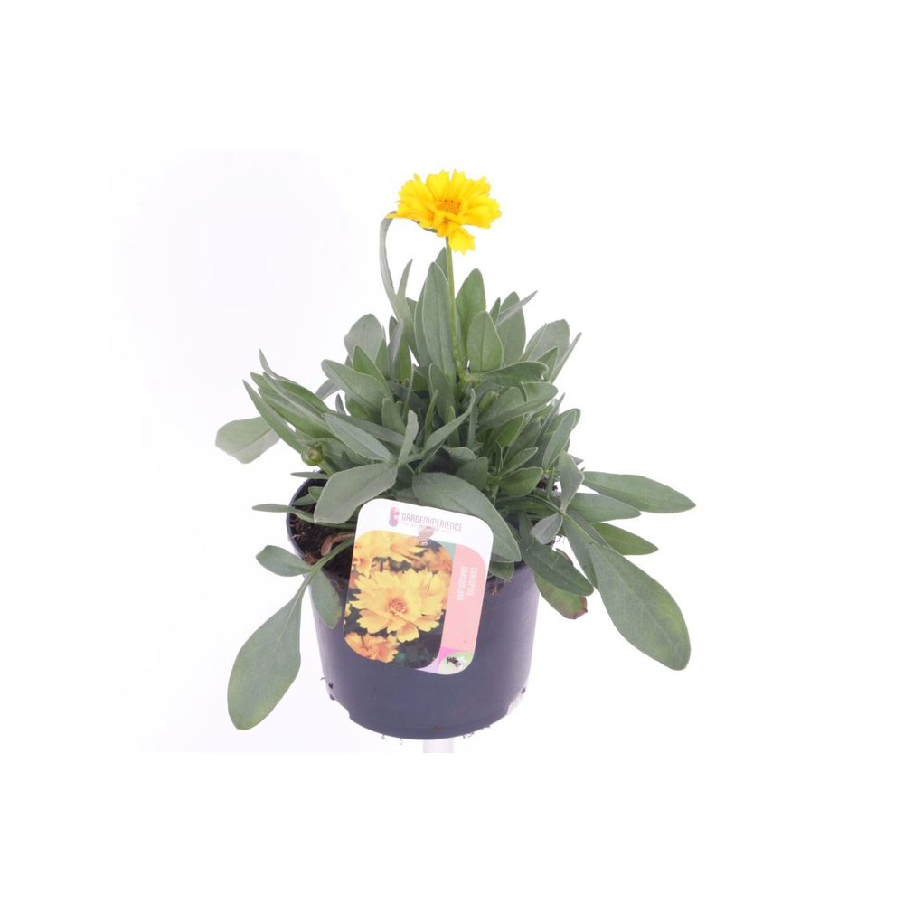 Coreopsis grand. Early Sunrise.