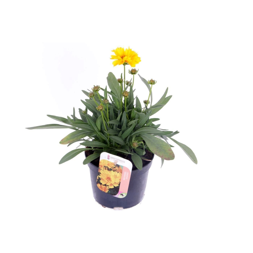 Coreopsis grand. Early Sunrise.