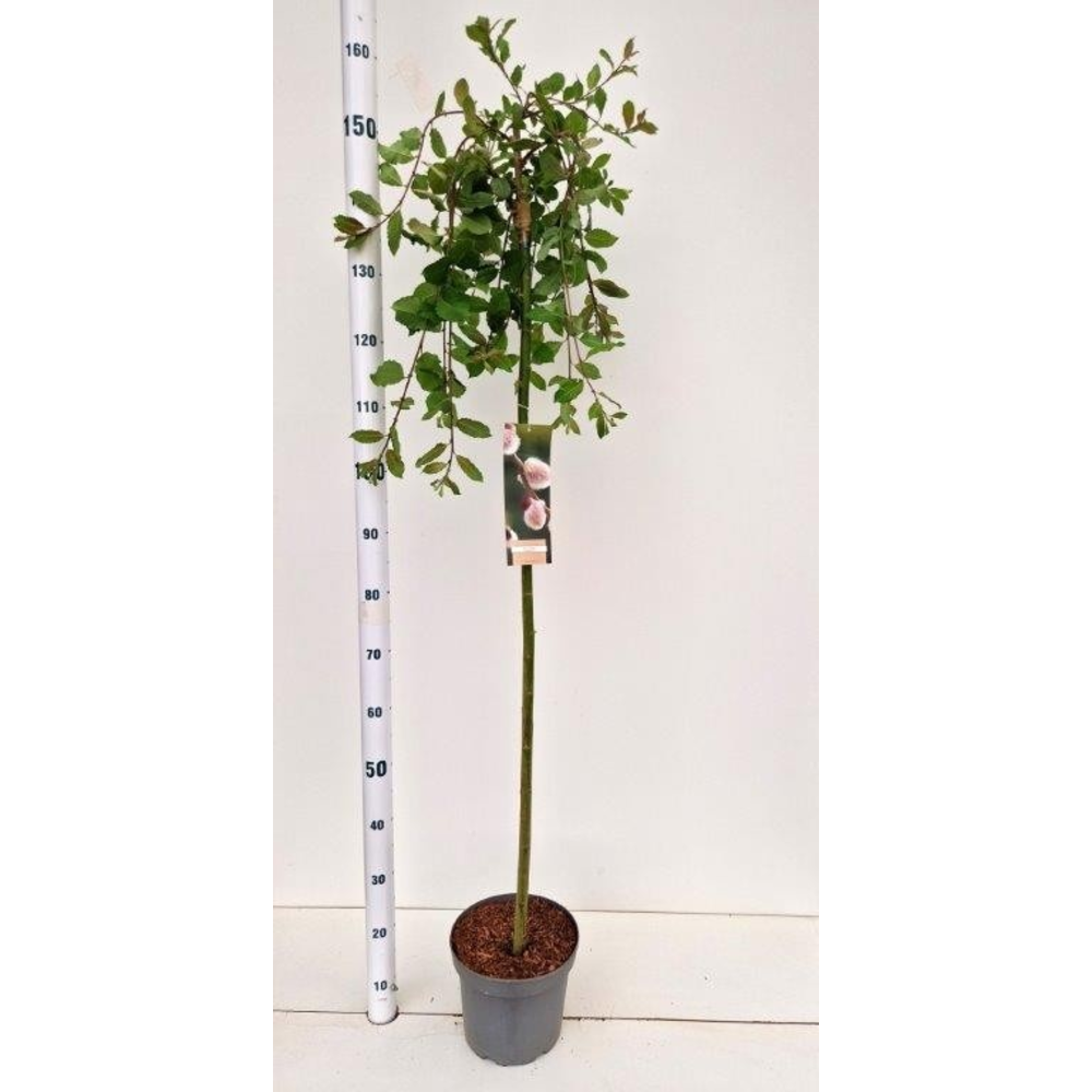 Salix caprea 'Kilmarnock' --stam 120 cm.