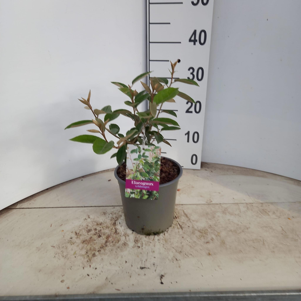 Elaeagnus ebbingei.