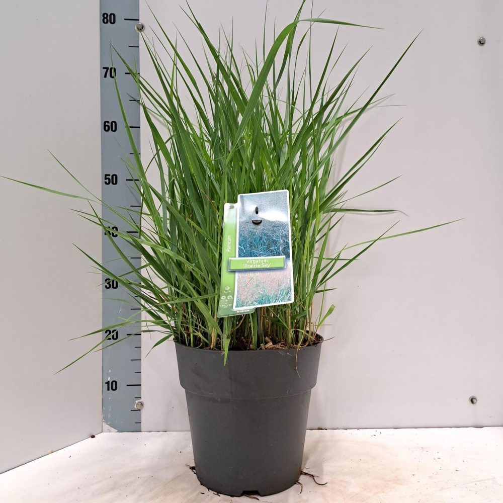 Panicum virgatum 'Prairie Sky'.