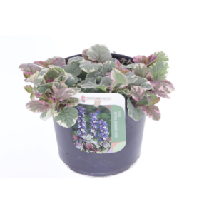 Ajuga reptans Burgundy Glow.