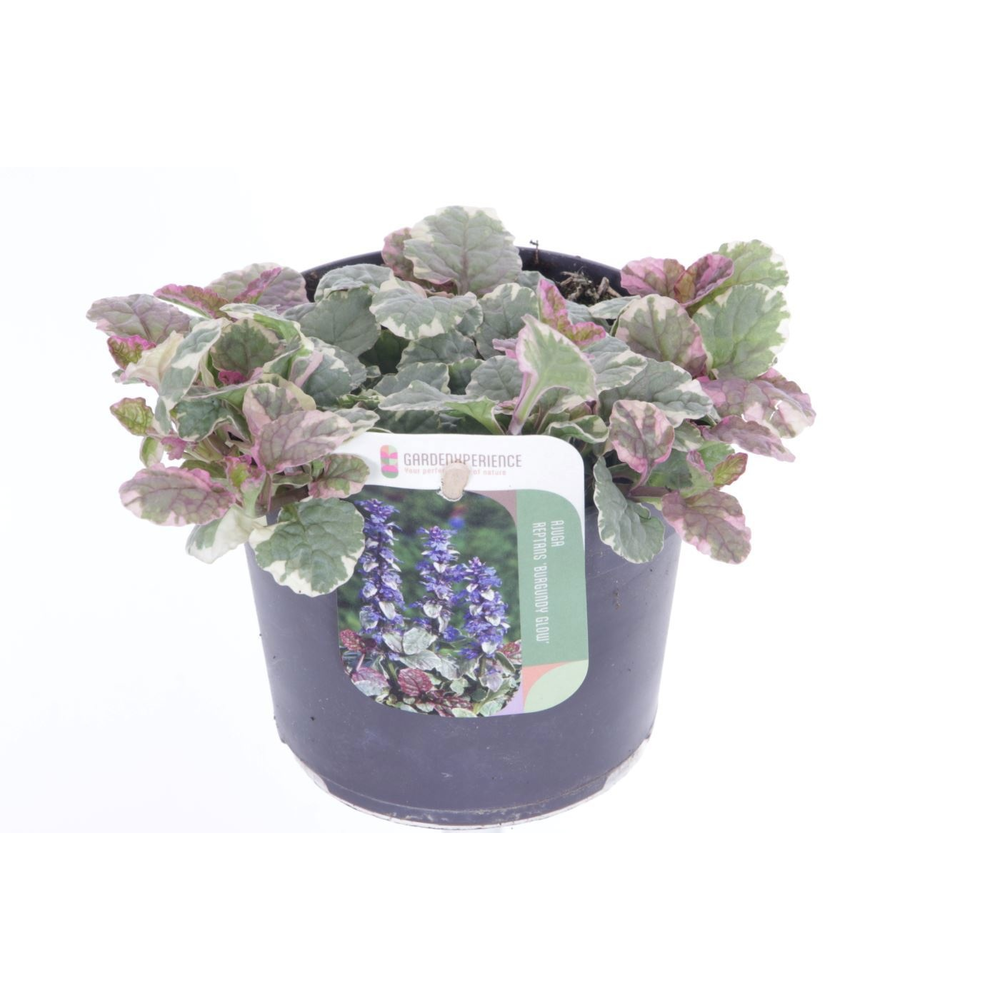 Ajuga reptans Burgundy Glow.